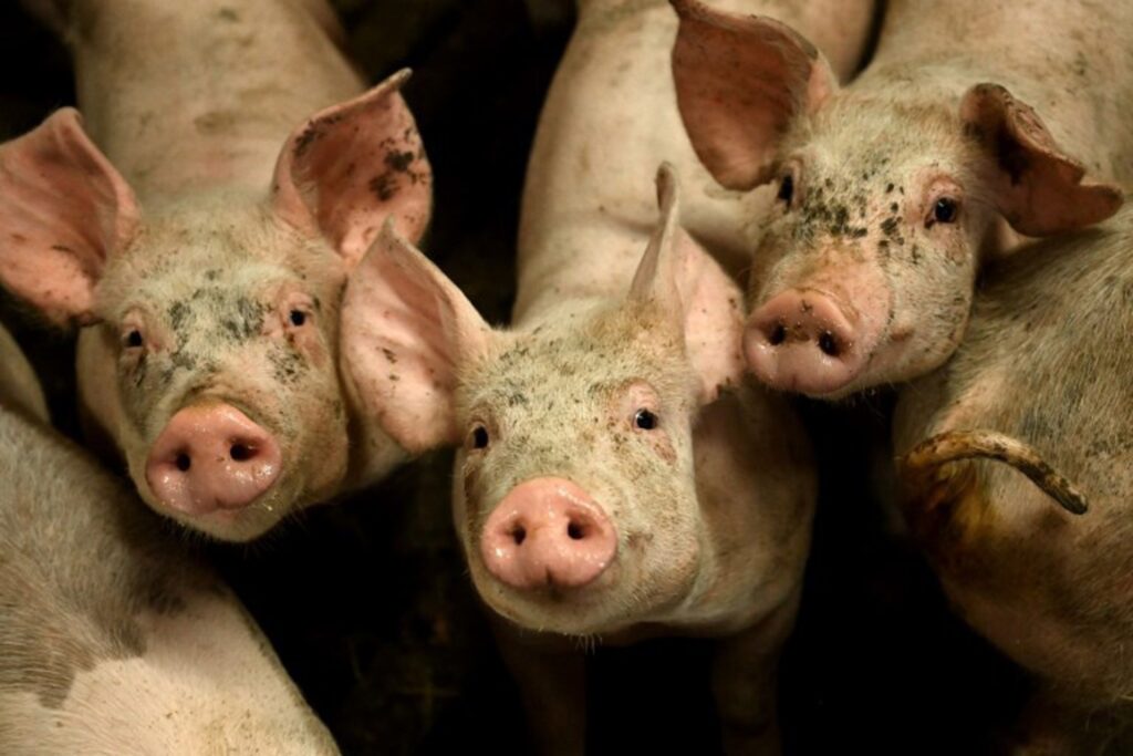 Significant rise in African swine fever in EU