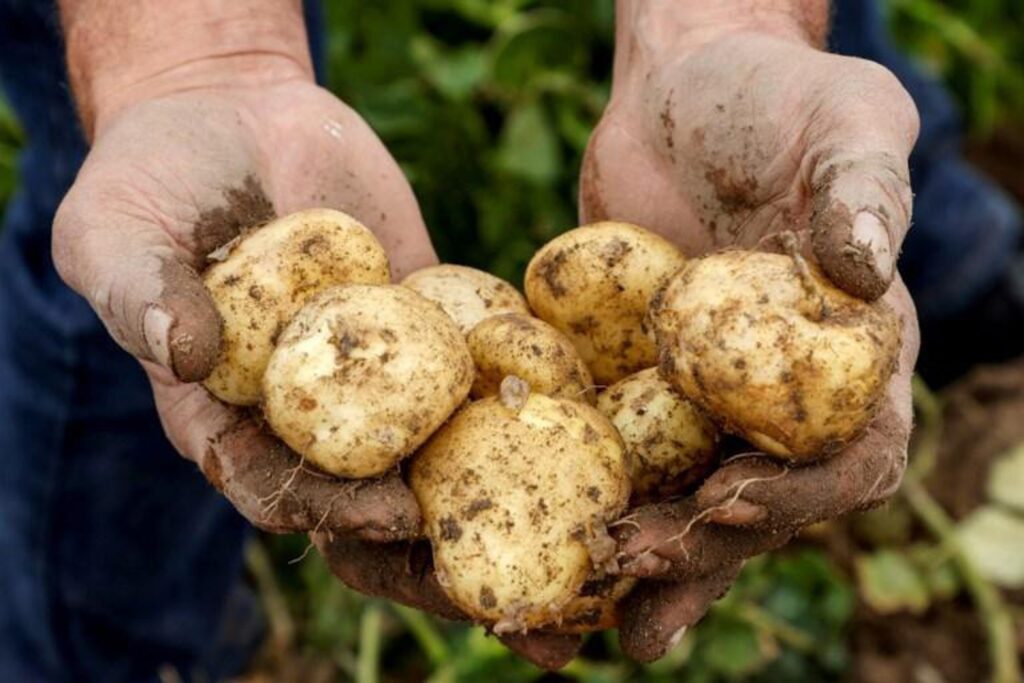 From now on, 30 May will be 'International Potato Day'
