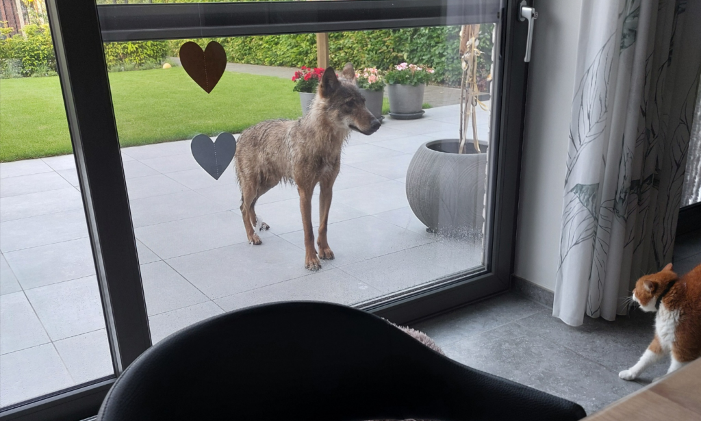 Curious wolf sticks nose to garden window in Limburg (and scares cat)