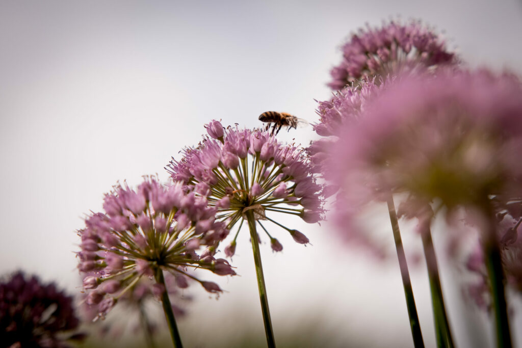 Up to 40% of wild bee species at risk of extinction in Belgium