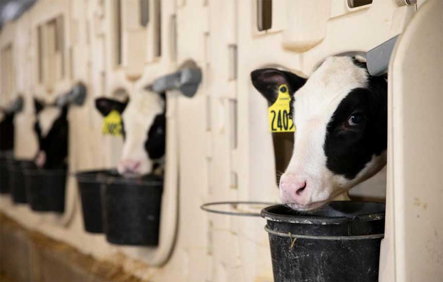 Dozens of farms in Wallonia open their doors to the public this weekend
