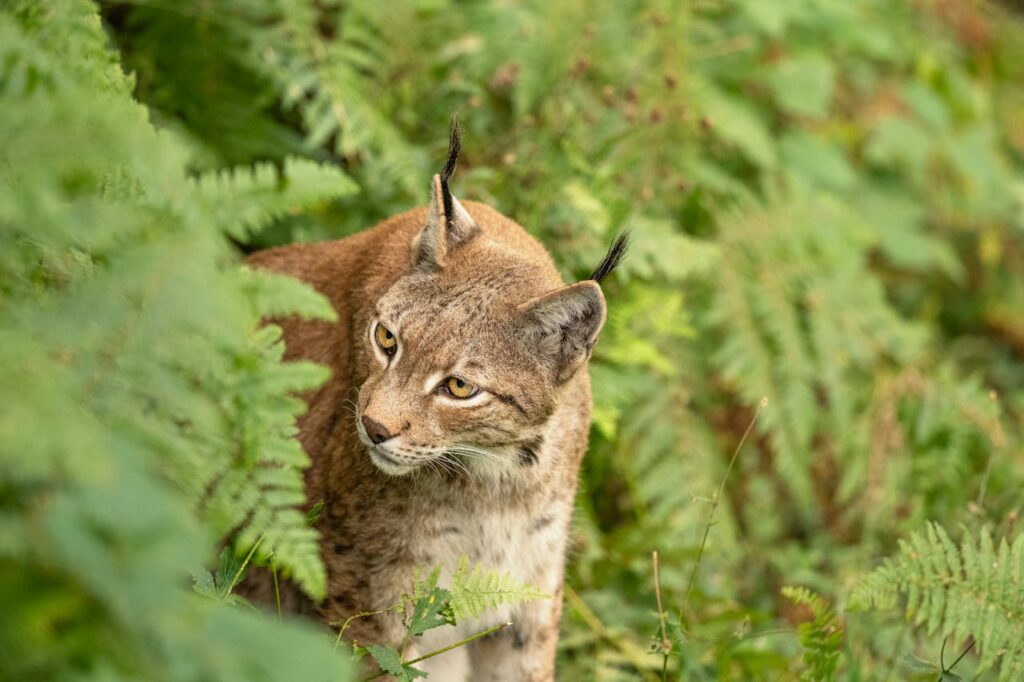 Formidable success for wildlife: Iberian lynx goes from 'endangered' to 'vulnerable'