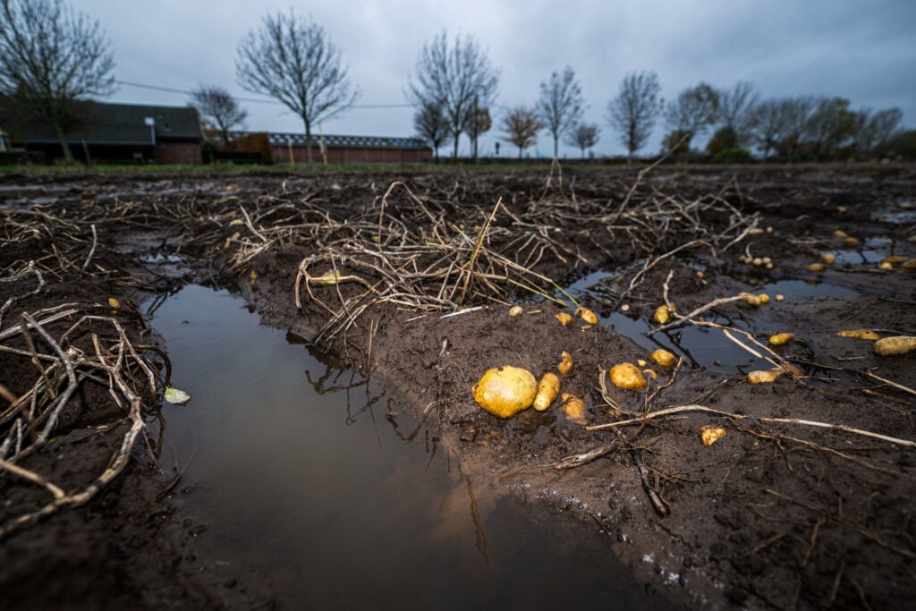 Potato farmers race to make up delays caused by bad weather