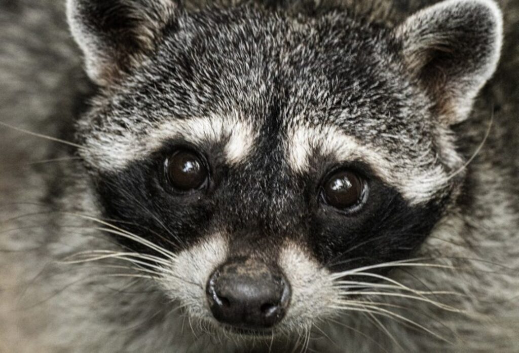 Wallonia struggles to contain raccoon invasion