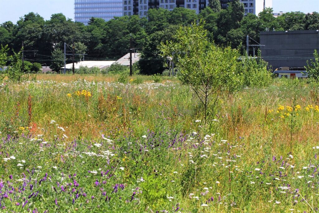 Belgians invited to have their say on country's new biodiversity strategy