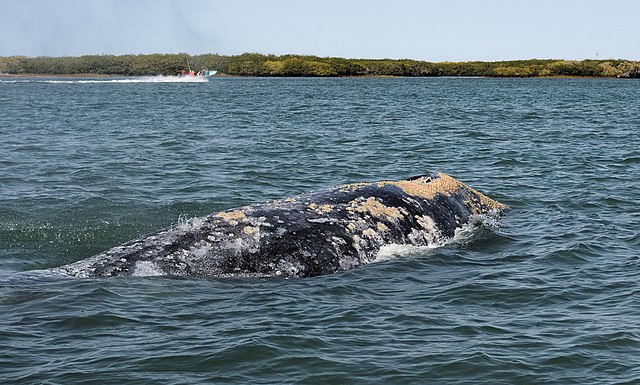 Pacific grey whales shrink as the world's climate warms up