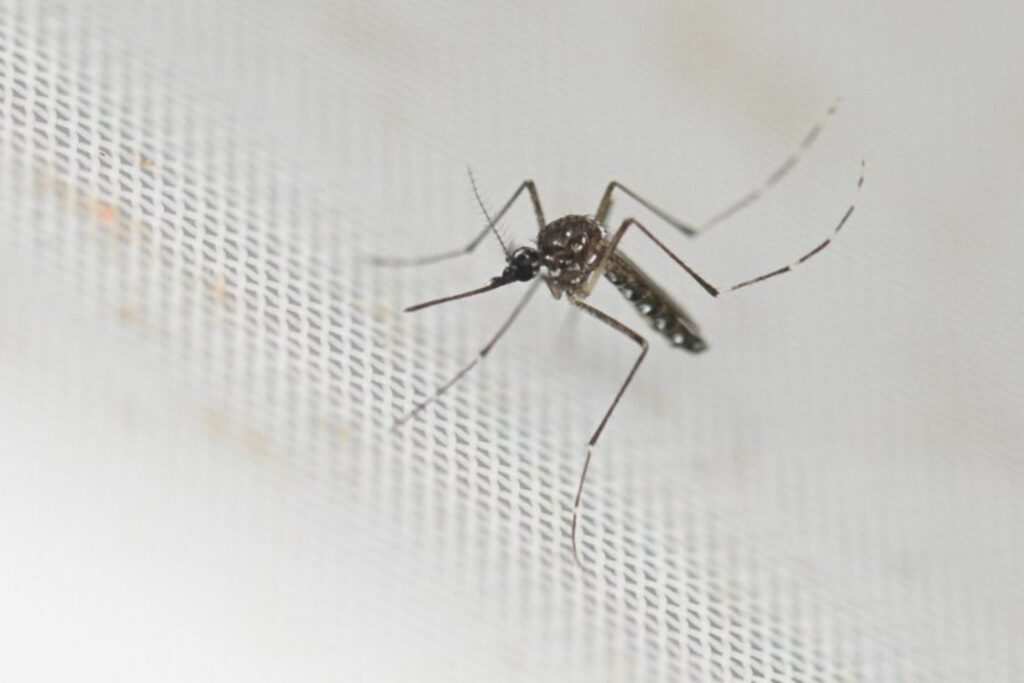 Dengue cases on the increase in Europe, EU health agency warns