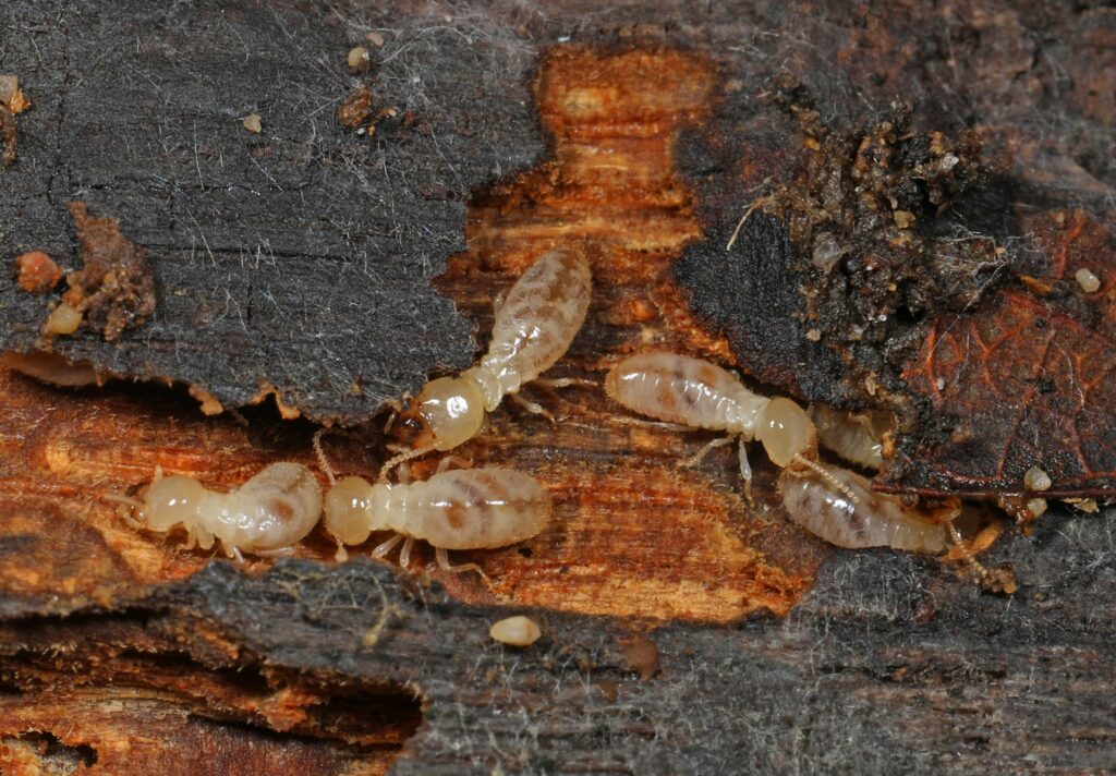 Multiple termite species identified in Belgium, scientists warn of further spread
