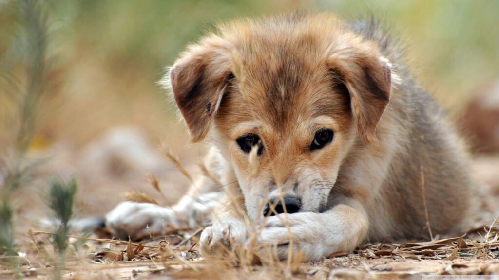 Lanaken couple fined for neglecting about 100 dogs