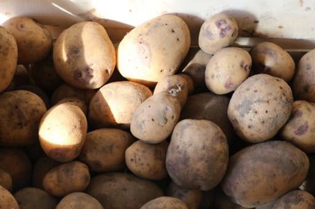 Greenpeace denounces 'blatant imbalances' in Belgian potato sector