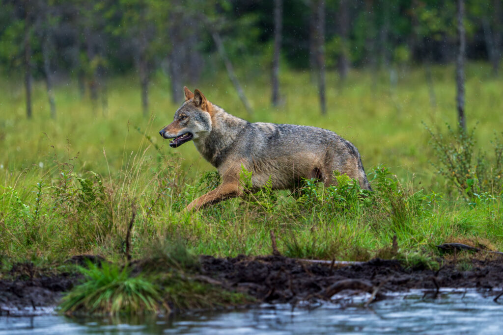 Sweden is an outlier among EU countries in wildlife management