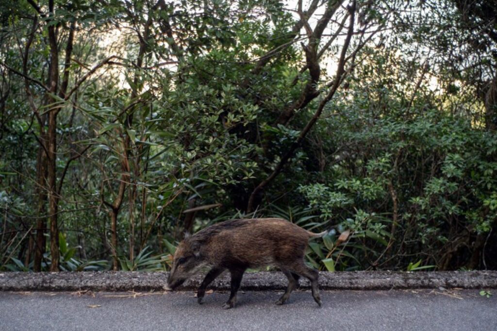 Brussels Environment authorised to take action against wild boar in Woluwe