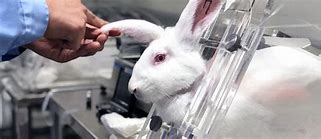 Few therapies tested on animals are tried on humans, study shows