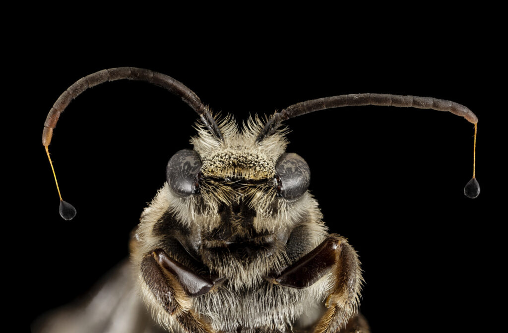 Mediterranean bee discovered for first time in Belgium