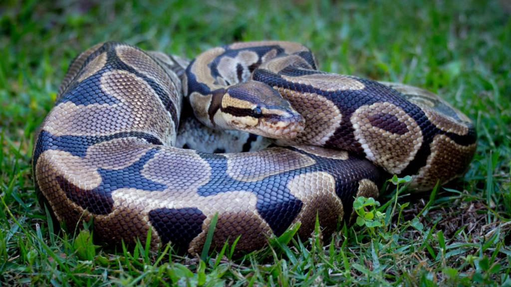 Woman found dead in python's stomach in Indonesia