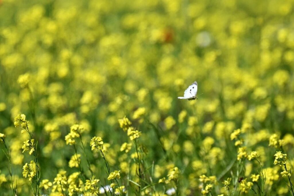 Natagora launches its annual butterfly census