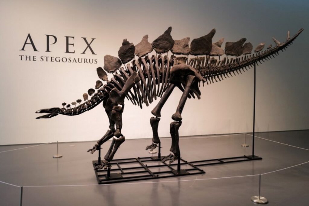 World's largest stegosaurus skeleton sells for a record $44.6 million in New York
