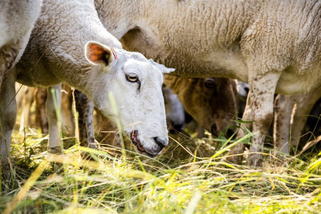 Flock of sheep stationed at Brussels Airport for a fortnight