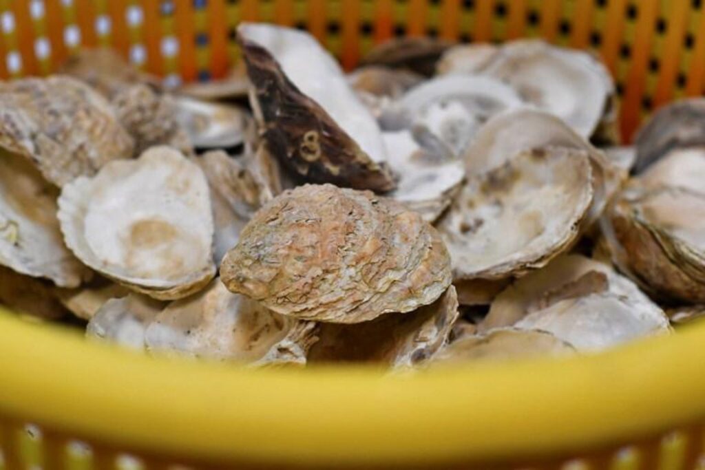 Pilot project aims to restore Belgium's North Sea oyster beds