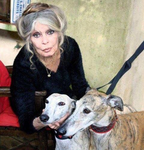 Brigitte Bardot alerts Turkish president to the threat facing stray dogs