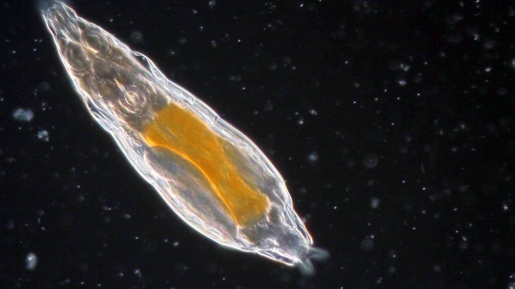 Bdelloid rotifers to return to space on Belgian scientific mission