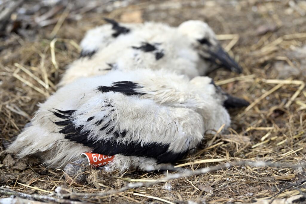 Nearly 160 baby storks tagged at Planckendael Zoo this year