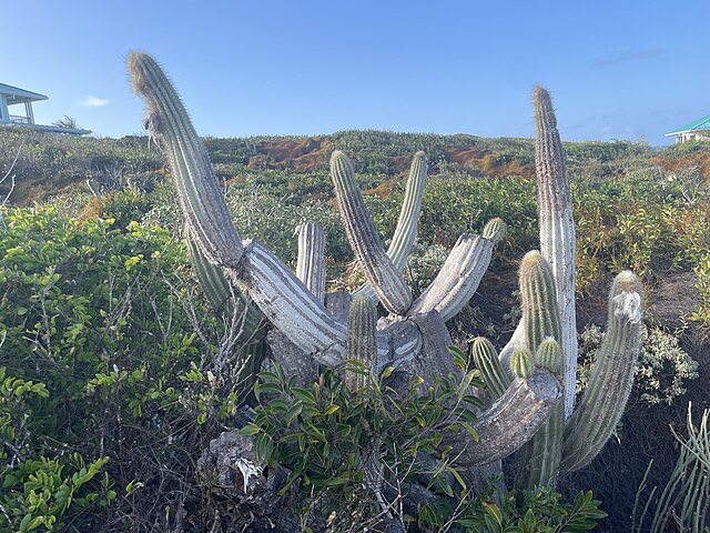 US loses cactus species to climate change, study shows