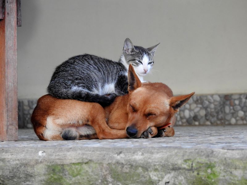 Dogs and cats in the EU will be better protected in Council proposal