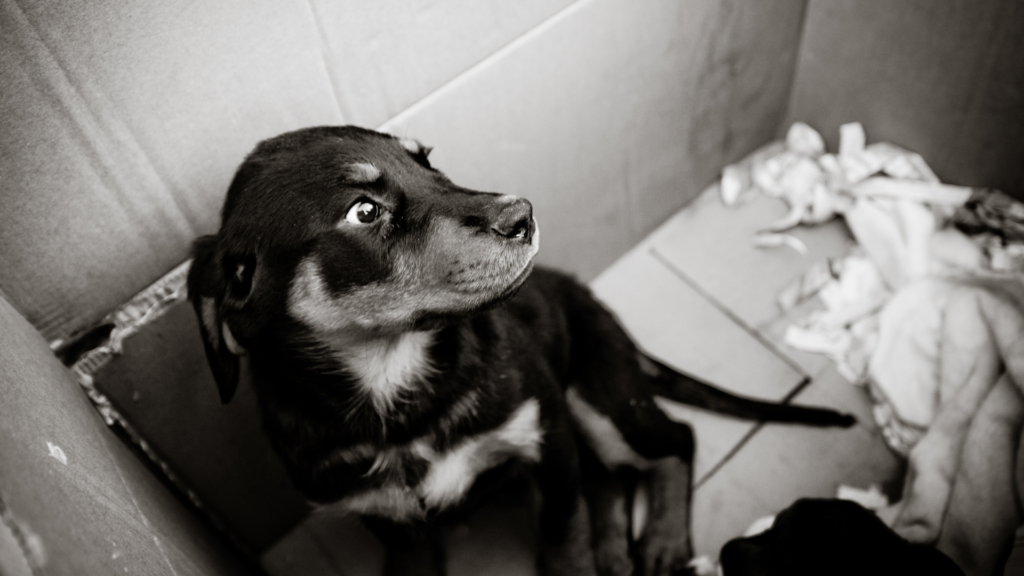 Illicit puppy trade continues to thrive on social media in the EU