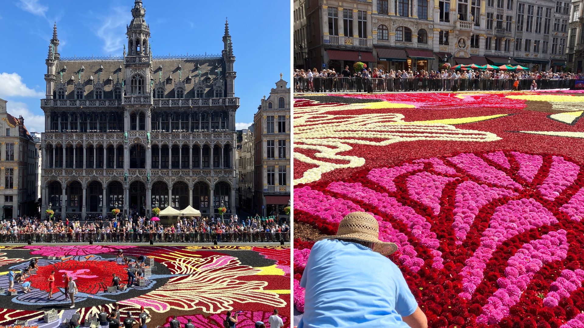 Brussels' iconic flower carpet returns to Grand Place