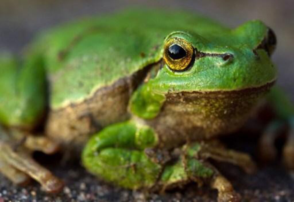 Warm climate drives green tree frogs' comeback in Belgium after extinction scare