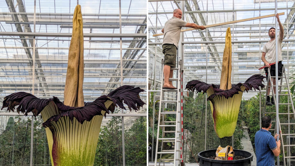 New record: Smelly 'corpse plant' near Brussels is largest in the world