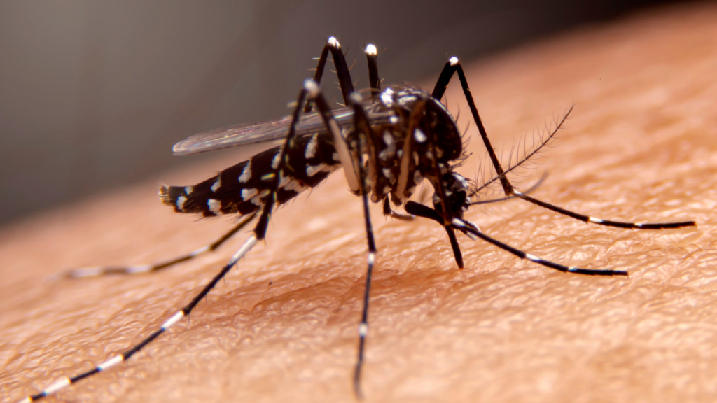 Belgian citizens urged to help curb the spread of tiger mosquitoes