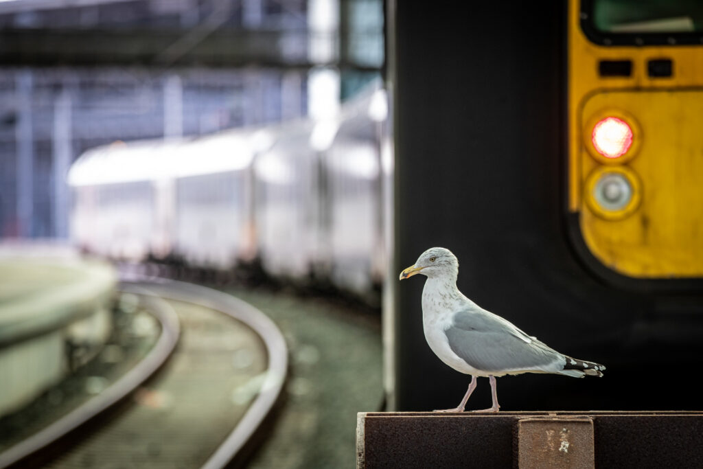 SNCB adds trains to Belgian coast on Monday and Tuesday