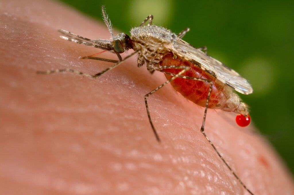 'Still rare, but cases rising': Two people in Belgium infected with malaria