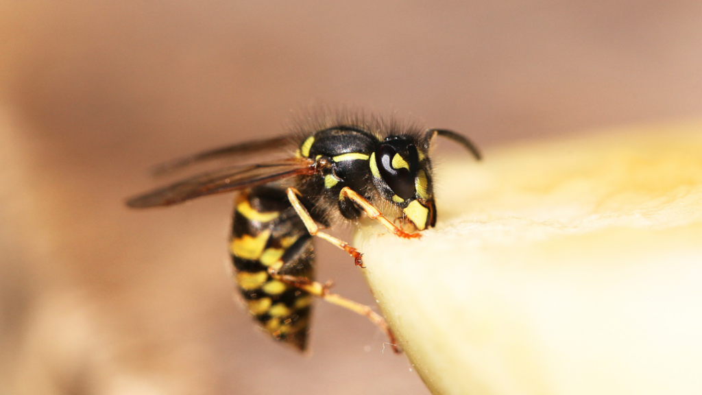 Sting-free summer? Belgian wasp population in major decline