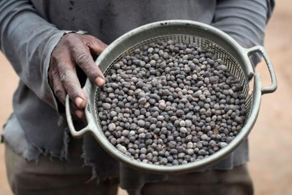 Coffee bean exports to Europe shoot up ahead of deforestation law