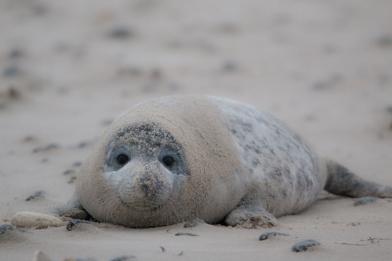EU evaluation of import ban on seal products threatens protection
