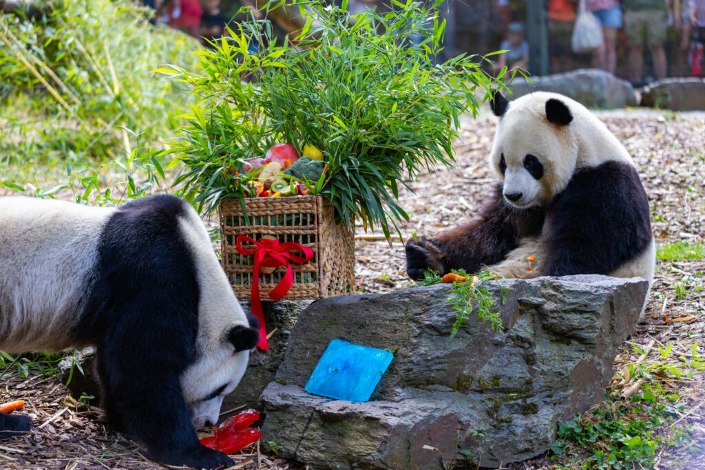 Belgian-born panda twins celebrate last birthday before leaving for China