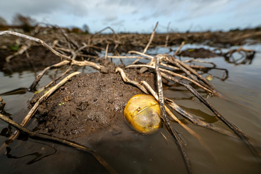 Harvests in Belgium set to be 'catastrophic' for second year running