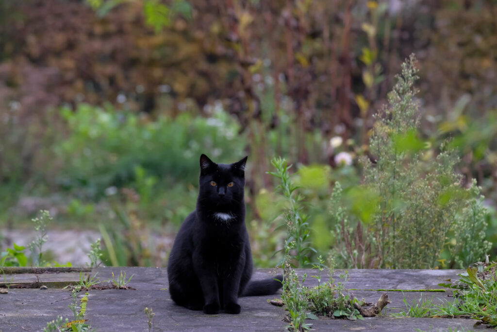 Fewer than 5,000 animals taken in by shelters last year in Brussels