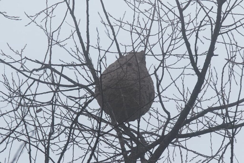 Brussels firefighters end free services to eradicate hornet nests