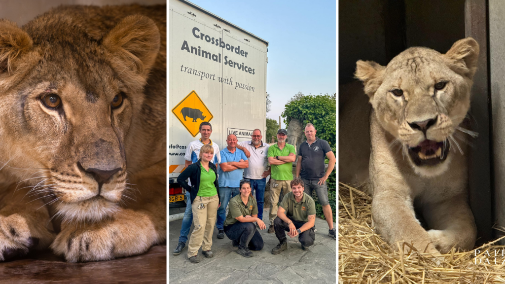 Belgium welcomes four lionesses rescued from Ukraine