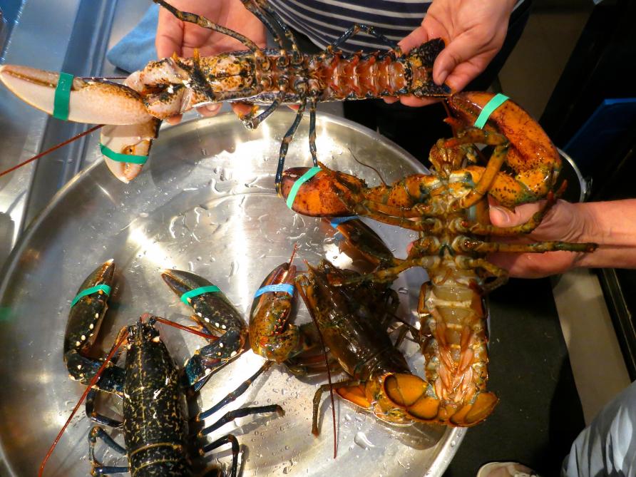 The Boiling Point: Why you should care about lobsters