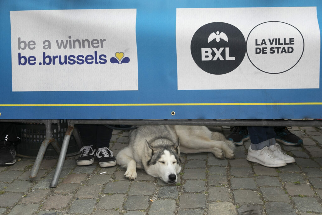 Brussels city pet owners can receive €50 grant for dog training classes