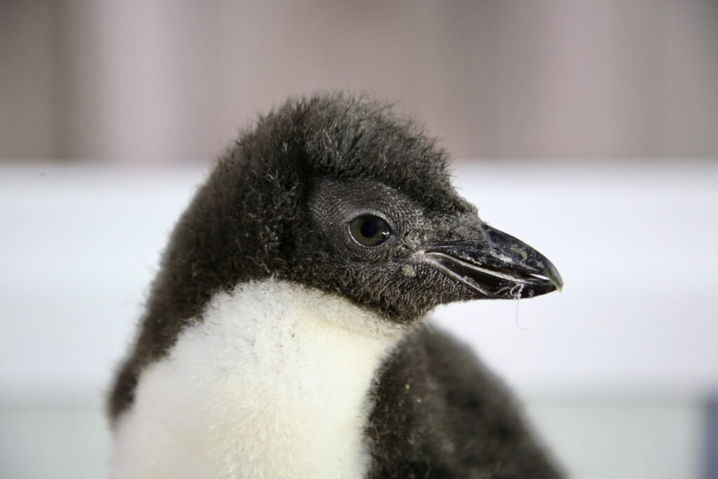 Baby king penguin joins the Pairi Daiza colony after being saved at birth