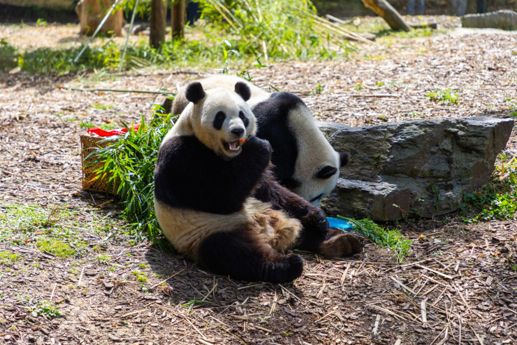 Three giant pandas born at Pairi Daiza will leave for China in December