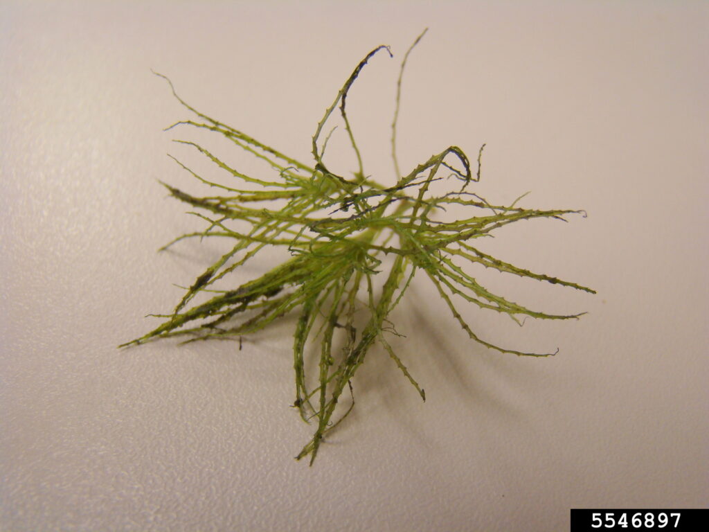 Students discover long-lost plant species