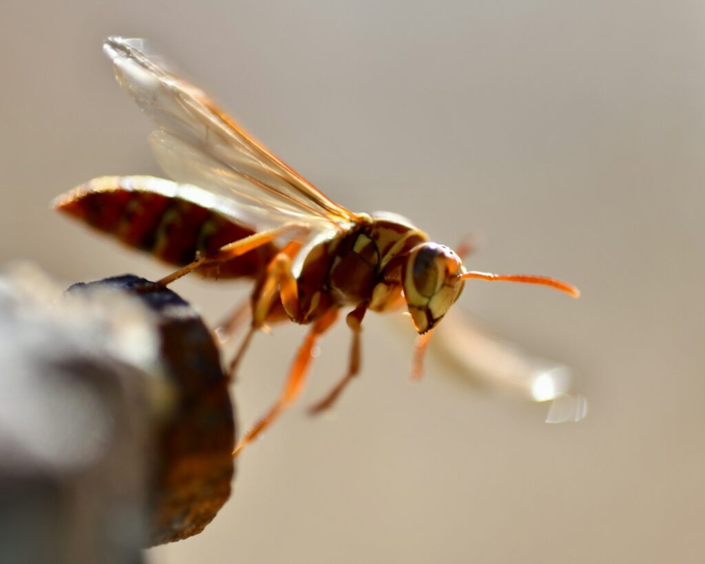 New species of wasp spotted for the first time in Belgium