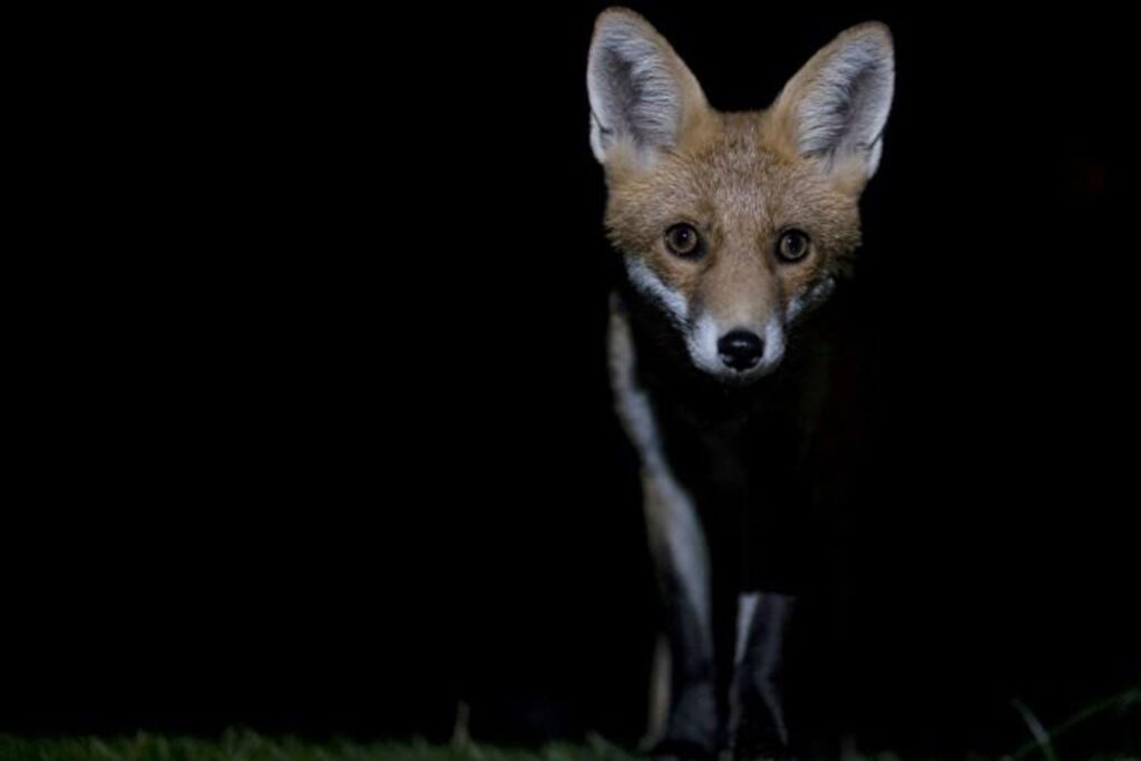 Belgium launches national disaster team to rescue animals in crisis